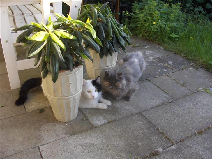 Perser Clara - R.I.P - Nyder det gode vejr i haven...:o) billede 18