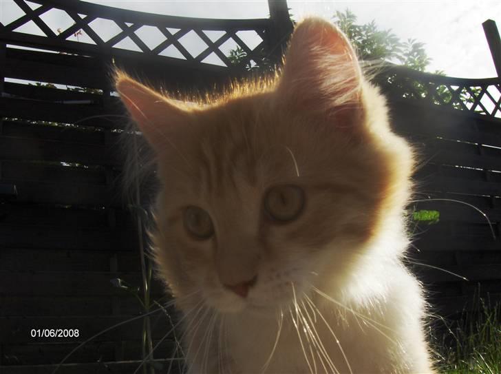 Blanding af racer Ozzy :D billede 1