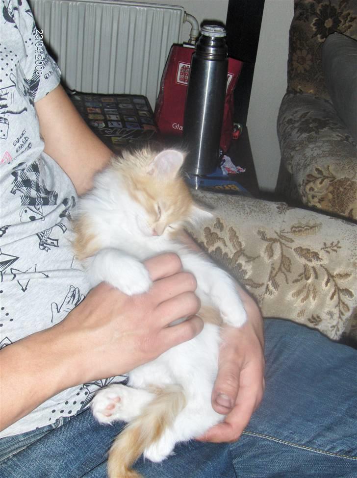 Blanding af racer Ozzy :D billede 2