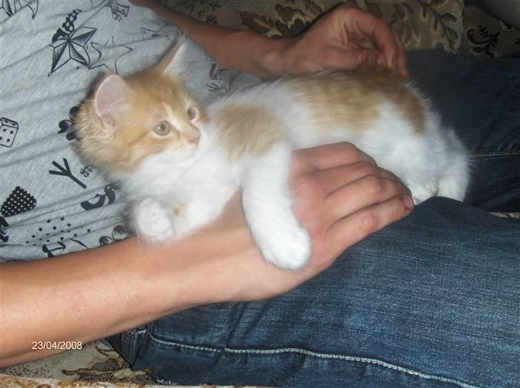 Blanding af racer Ozzy :D billede 3