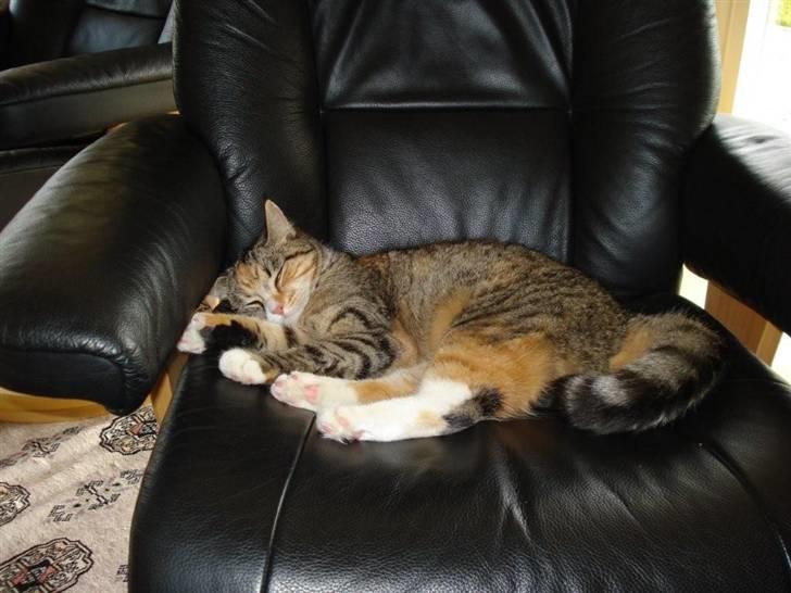 Blanding af racer Daisy billede 15