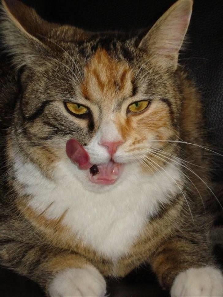 Blanding af racer Daisy billede 16