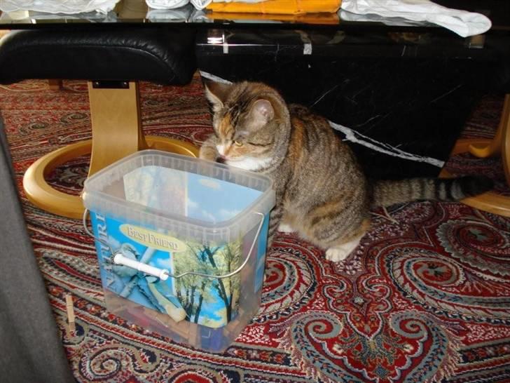 Blanding af racer Daisy billede 17