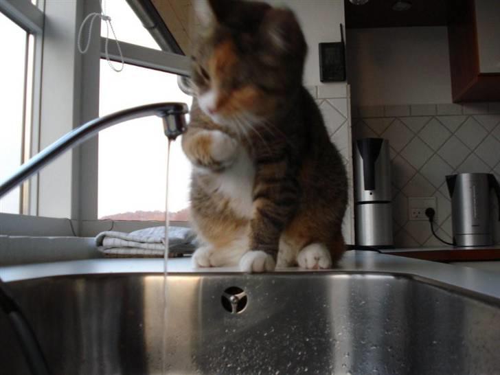 Blanding af racer Daisy billede 18