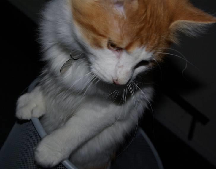 Norsk Skovkat Shivas billede 1