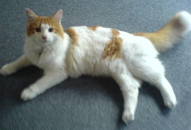 Norsk Skovkat Shivas billede 2