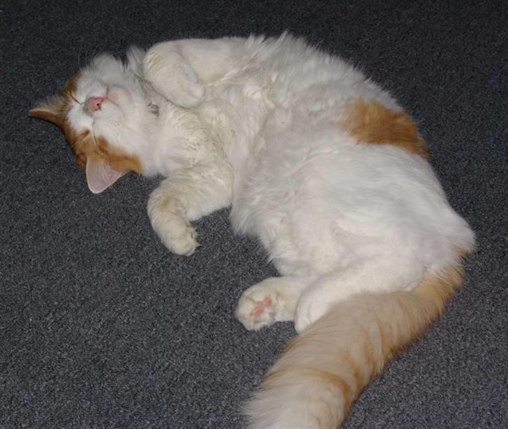 Norsk Skovkat Shivas billede 3