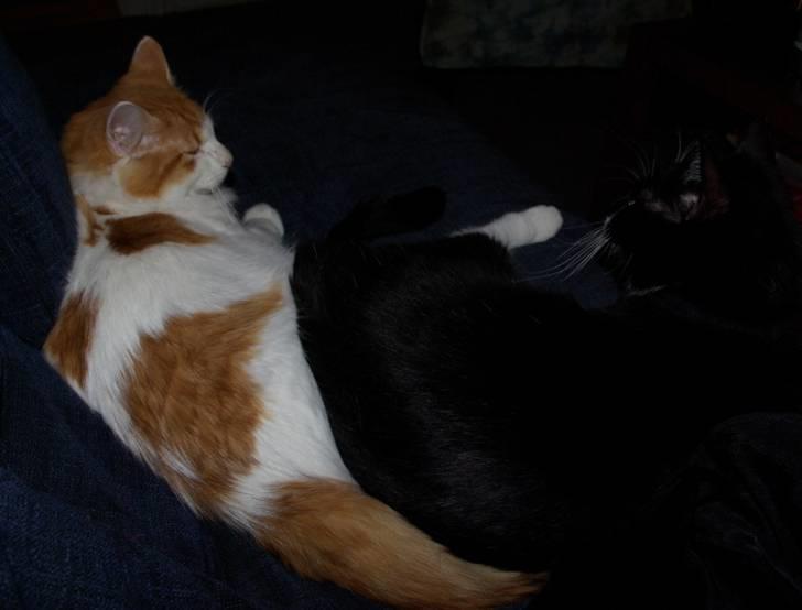 Norsk Skovkat Shivas billede 4