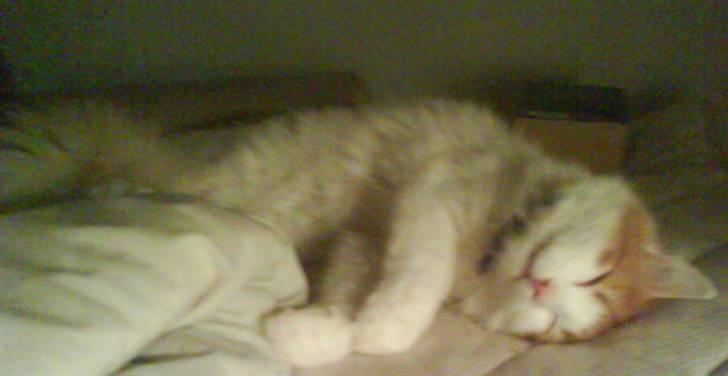 Norsk Skovkat Shivas billede 5