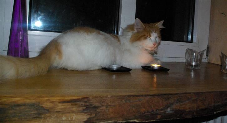 Norsk Skovkat Shivas billede 6