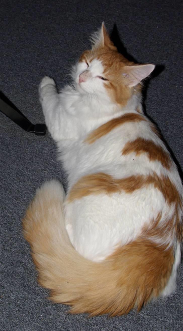 Norsk Skovkat Shivas billede 7