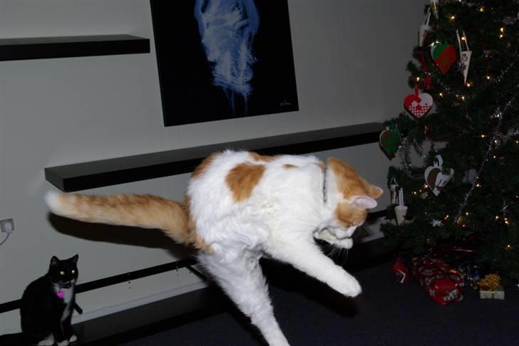 Norsk Skovkat Shivas billede 8