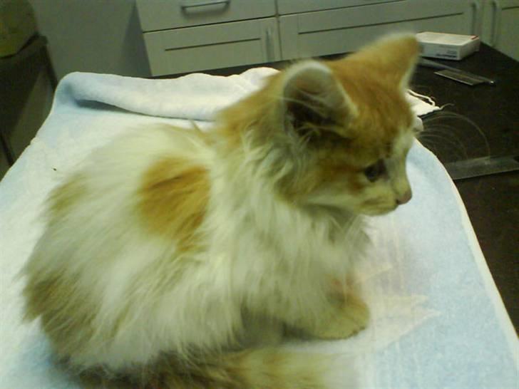 Norsk Skovkat Shivas billede 9