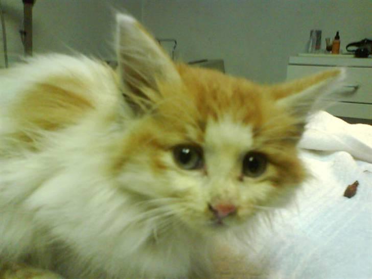 Norsk Skovkat Shivas billede 10