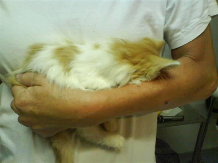 Norsk Skovkat Shivas billede 11