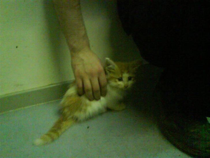 Norsk Skovkat Shivas billede 12