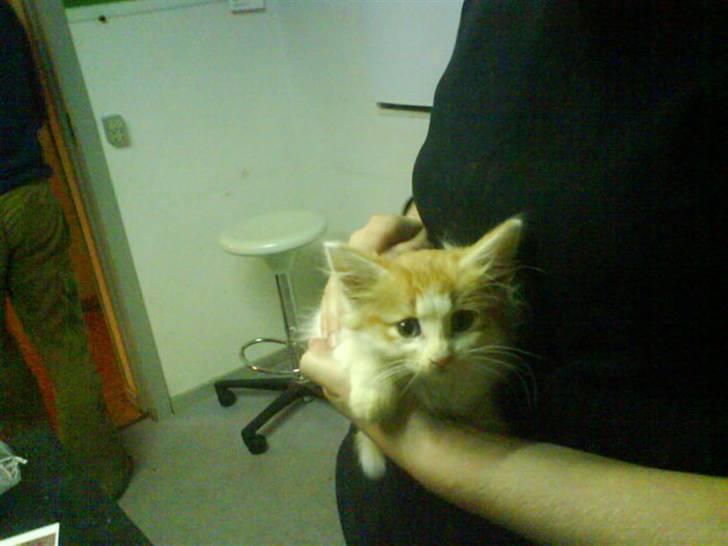 Norsk Skovkat Shivas billede 13