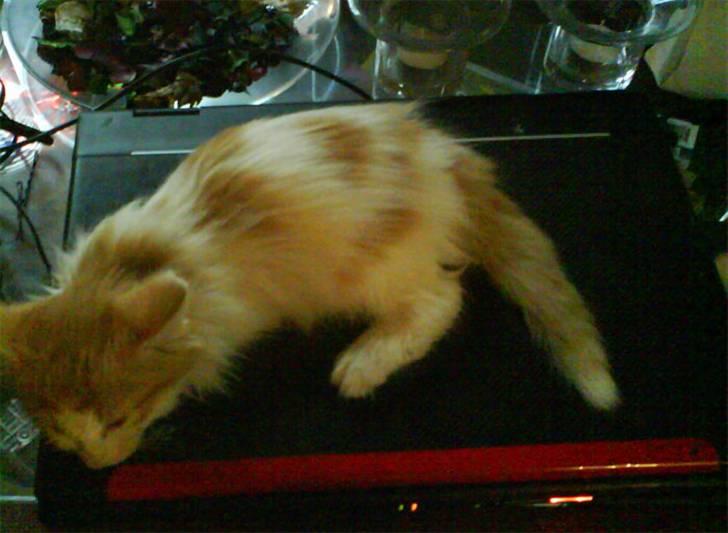 Norsk Skovkat Shivas billede 14