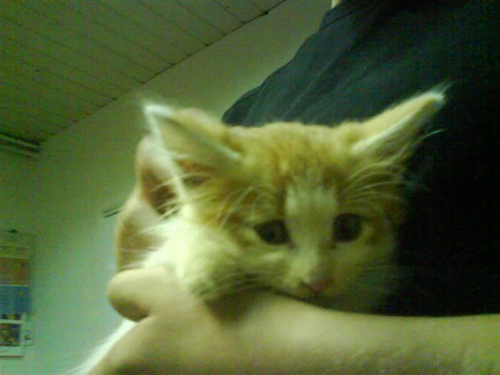 Norsk Skovkat Shivas billede 15