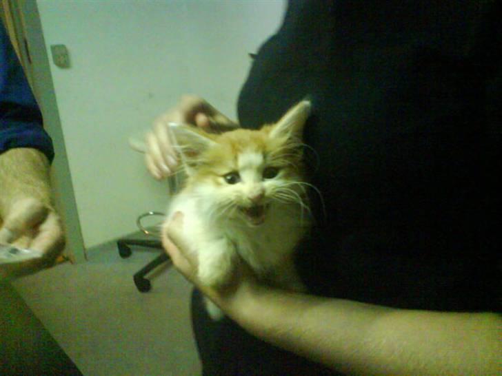 Norsk Skovkat Shivas billede 16