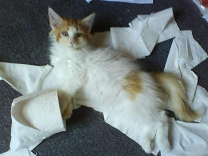 Norsk Skovkat Shivas billede 17