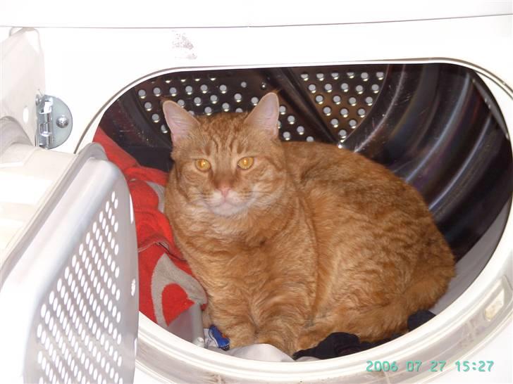 Blanding af racer Garfield - "dejligt med sådan en omgang nytumblet tøj" billede 2