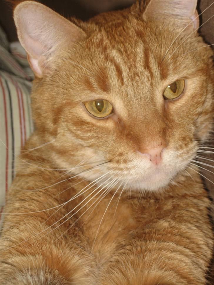 Blanding af racer Garfield - "I´m ready for my closeup!!" billede 3