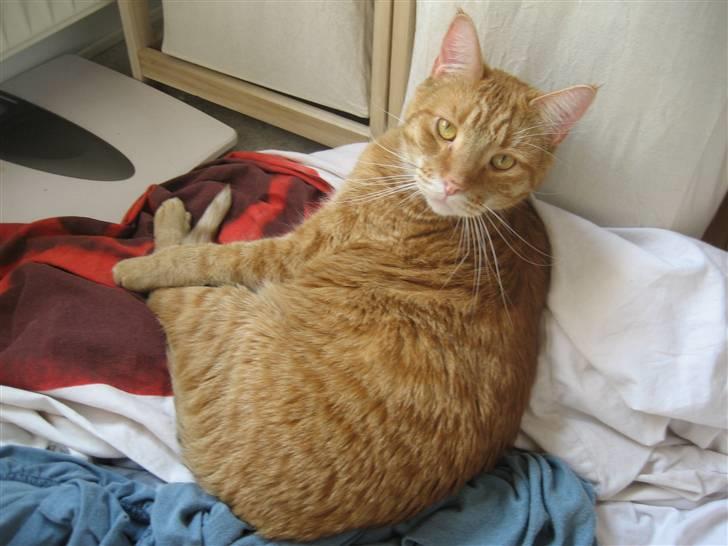 Blanding af racer Garfield - "Jeg ELSKER altså bare at ligge i tøjbunker!!" billede 4