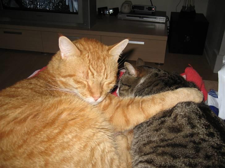 Blanding af racer Garfield - "Skrid!!! Det er MIN dame!" billede 5