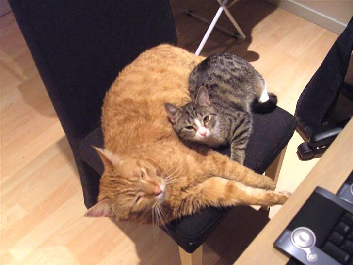 Blanding af racer Garfield - Kan vi så få noget nattero!! billede 7