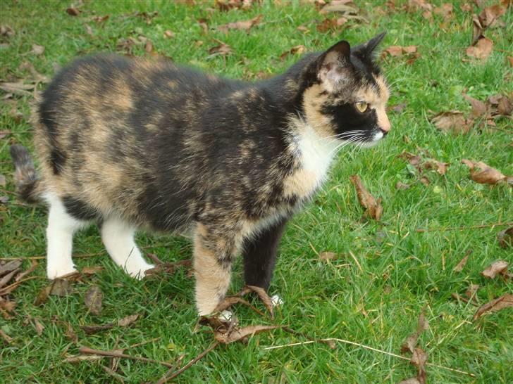 Blanding af racer Muddi  *R.I.P.* billede 1