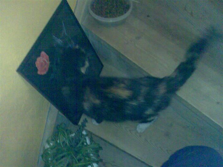 Blanding af racer Muddi  *R.I.P.* billede 2