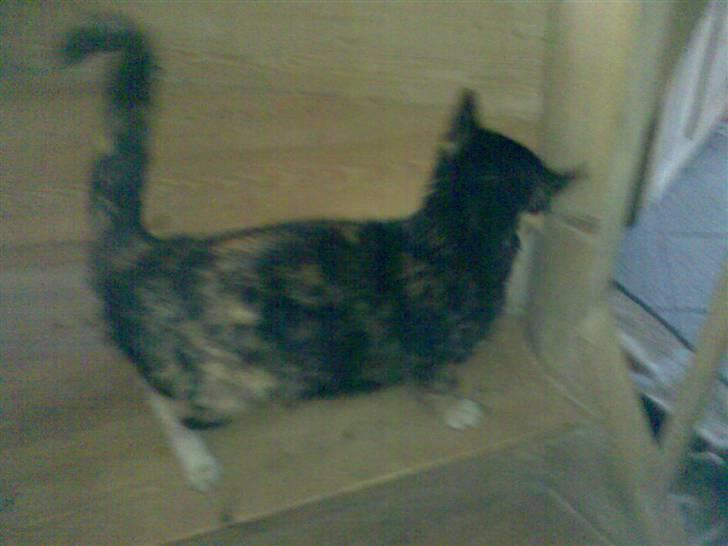 Blanding af racer Muddi  *R.I.P.* billede 3