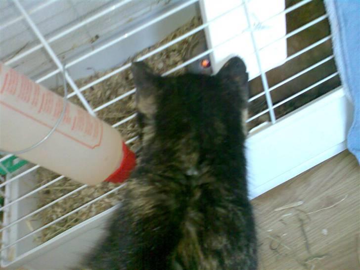 Blanding af racer Muddi  *R.I.P.* billede 4