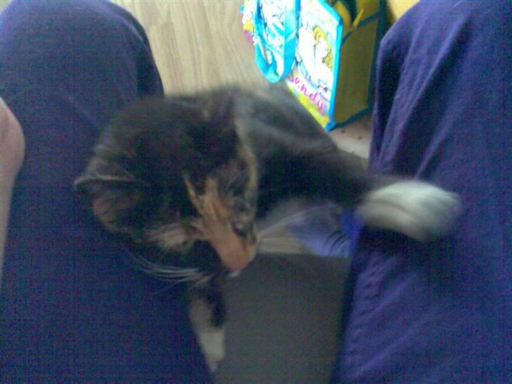 Blanding af racer Muddi  *R.I.P.* billede 5