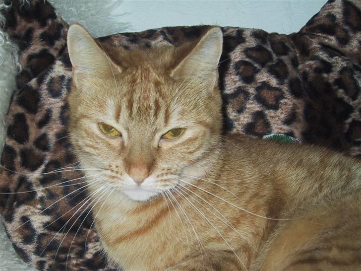 Huskat Sille *stukket af* - hej og velkommen billede 1