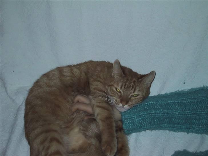 Huskat Sille *stukket af* - mmmmmmmm dejligt at blive kløet på maven billede 2