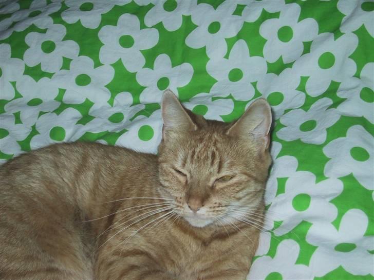 Huskat Sille *stukket af* - ¨zzz zzz zzz zzz billede 3