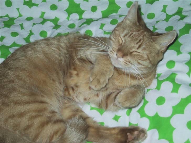 Huskat Sille *stukket af* - vil du klø mig lidt på mausen? billede 4