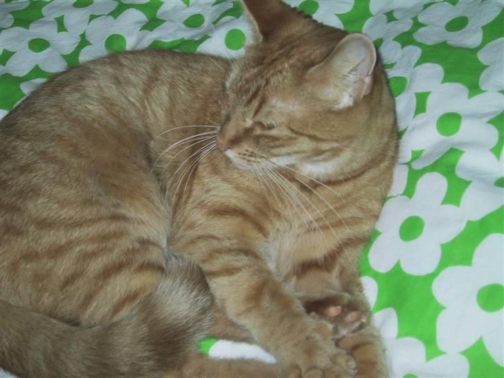 Huskat Sille *stukket af* - ja. nu keder jeg mig altså lidt (o: billede 5