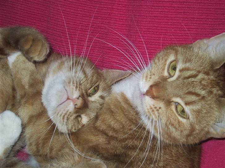 Huskat Sille *stukket af* - se det er min søster <3 billede 6