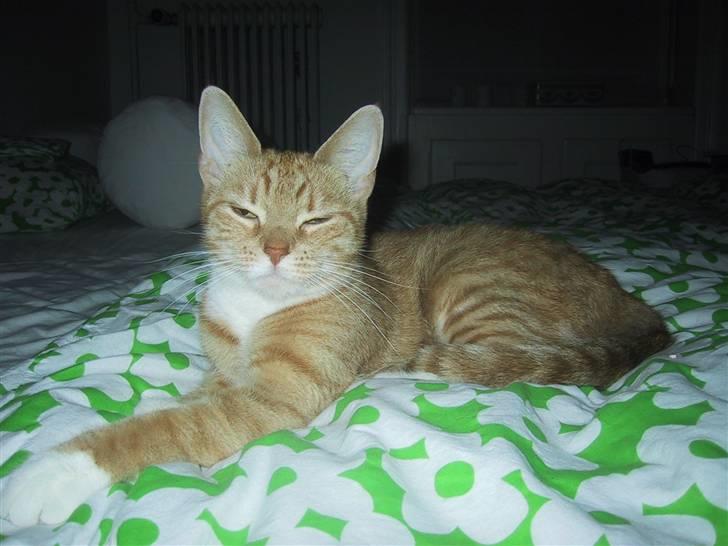 Huskat Mille *stukket af* - hej. jeg stræker mig liggee billede 1