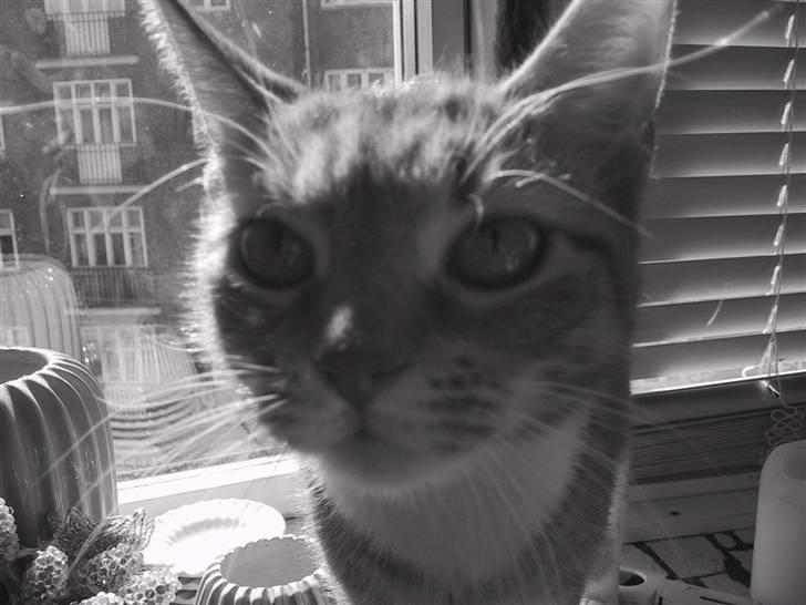 Huskat Mille *stukket af* - snuse snuse billede 2