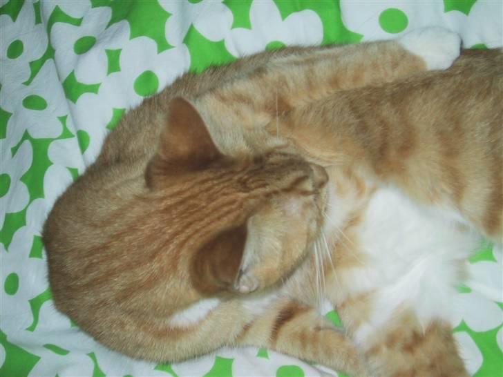 Huskat Mille *stukket af* - ´slikke, slikke* hov er der kemara? billede 4