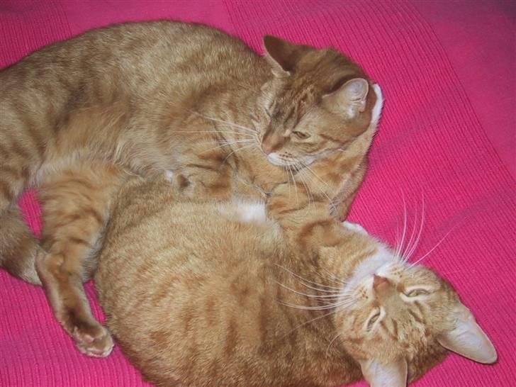 Huskat Mille *stukket af* - hygge med søs billede 5