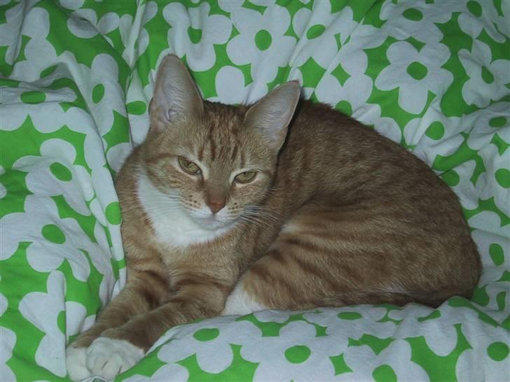 Huskat Mille *stukket af* - jep. så ligger man her igen billede 6