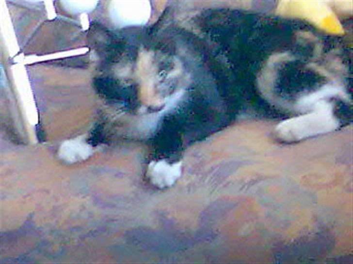 Blanding af racer Muddi  *R.I.P.* billede 6