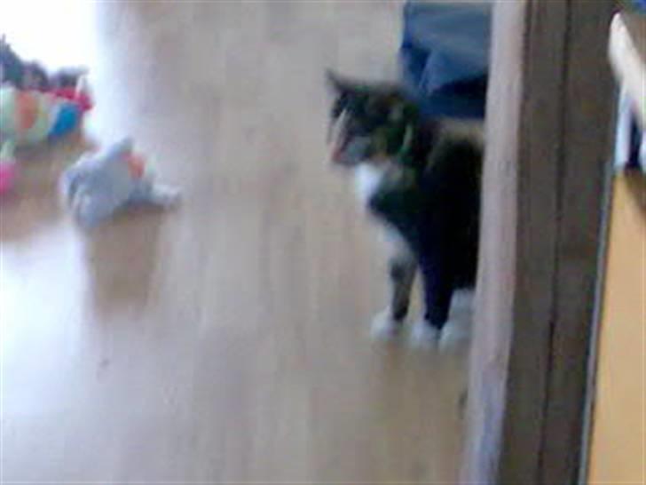 Blanding af racer Muddi  *R.I.P.* billede 7