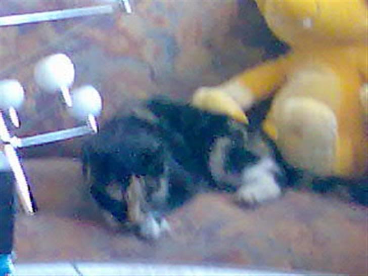 Blanding af racer Muddi  *R.I.P.* billede 8