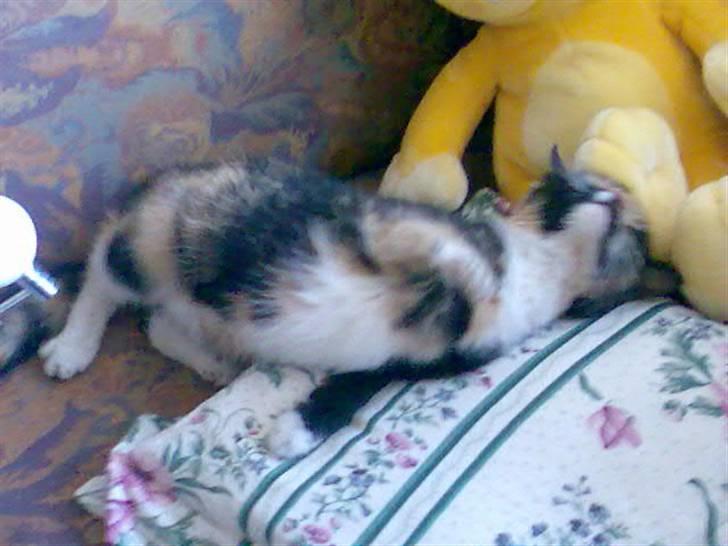 Blanding af racer Muddi  *R.I.P.* billede 9